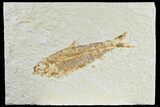 Detailed Fossil Fish (Knightia) - Wyoming #165795-1